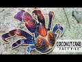 Coconut Crab Behavior and Biology