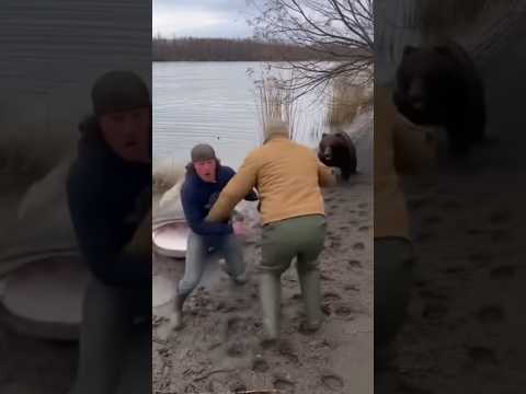 Giant catfish attacked bear! #youtubeshorts