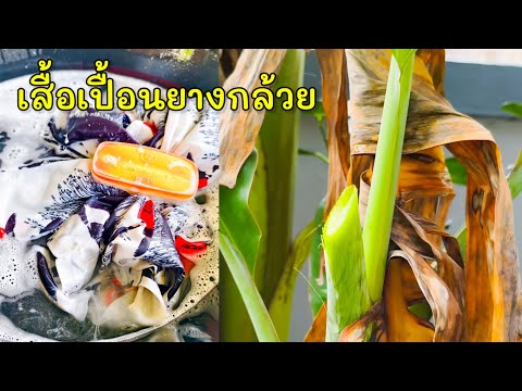 เเค่มี 1 สิ่งนี้ เสื้อเปื้อนยางกล้วยจะออกง่ายมาก |แค่เลchannel