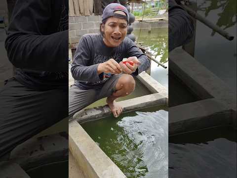 BAWA IKAN PINGSAN KE RUMAH SAKIT. #comedy #lucu #funny #lol