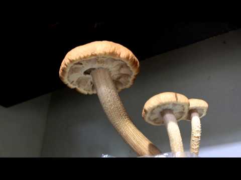 [香菇縮時攝影] IMashroom - YouTube(1分鐘)