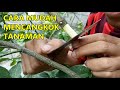 Grafting Techniques and Care
