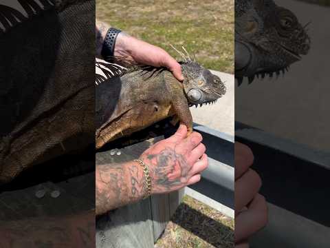 Bullet Stuck In Iguana! Emergency Surgery!