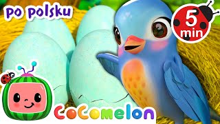 Pięć
  małych ptaszków | CoComelon po polsku 🍉🎶 Piosenki dla dzieci