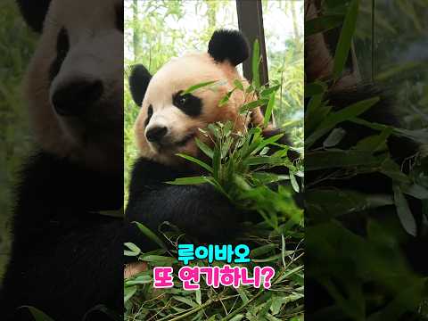 루이를 헐리우드로...🐼🎬#루이바오 #후이바오 #panda #cute