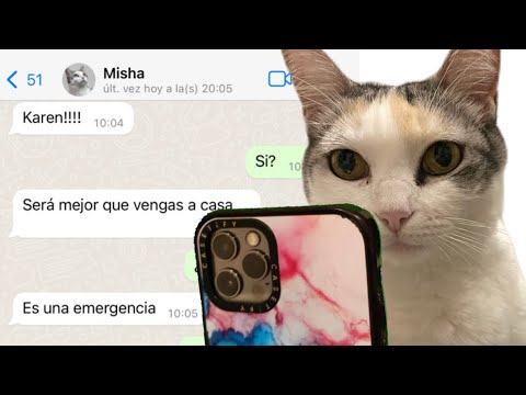 Esto pasaría si los gatos pudieran escribir 🫢 #gatos #michis #whatsapp #mascotas