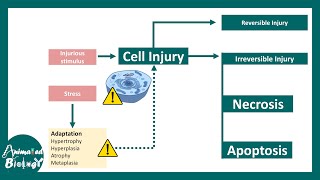 Cell injury and its subtypes | Pathology 101
