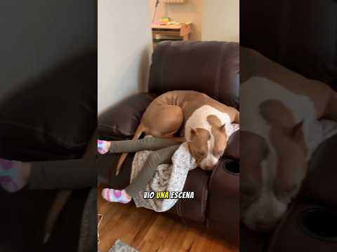 Una Mujer Dejó A Su Hija Sola Con 6 Pitbulls Hambrientos
