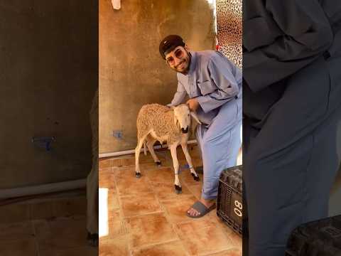 خروف العيد😍