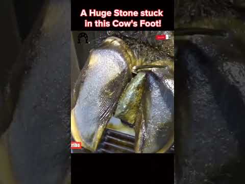 A Huge Stone stuck in this Cow’s Foot! #tiktok #fyp #viral #cow #hoof #hoofcare #hoofpicking