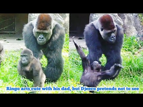 Ringo 跟爸爸賣萌，但Djeeco 裝作看不見😆🤣💦#Djeeco#ゴリラ#迪亞哥#金剛猩猩#taipeizoo #gorilla #台北市立動物園20240903#3