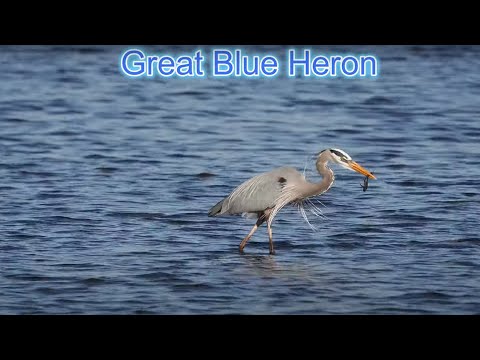 Wading Birds Wood Stork Great Blue Heron Snowy Egret Tri Colored Heron