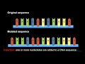 Exploring DNA Gene Mutations: Types and Effects