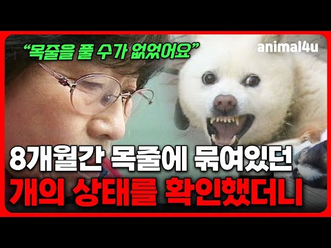 "목줄이 살을 파고 들었어요" 8개월간 한 곳에 묶여 있던 진돗개의 충격적 상태 I KBS 주주클럽 090215 방송