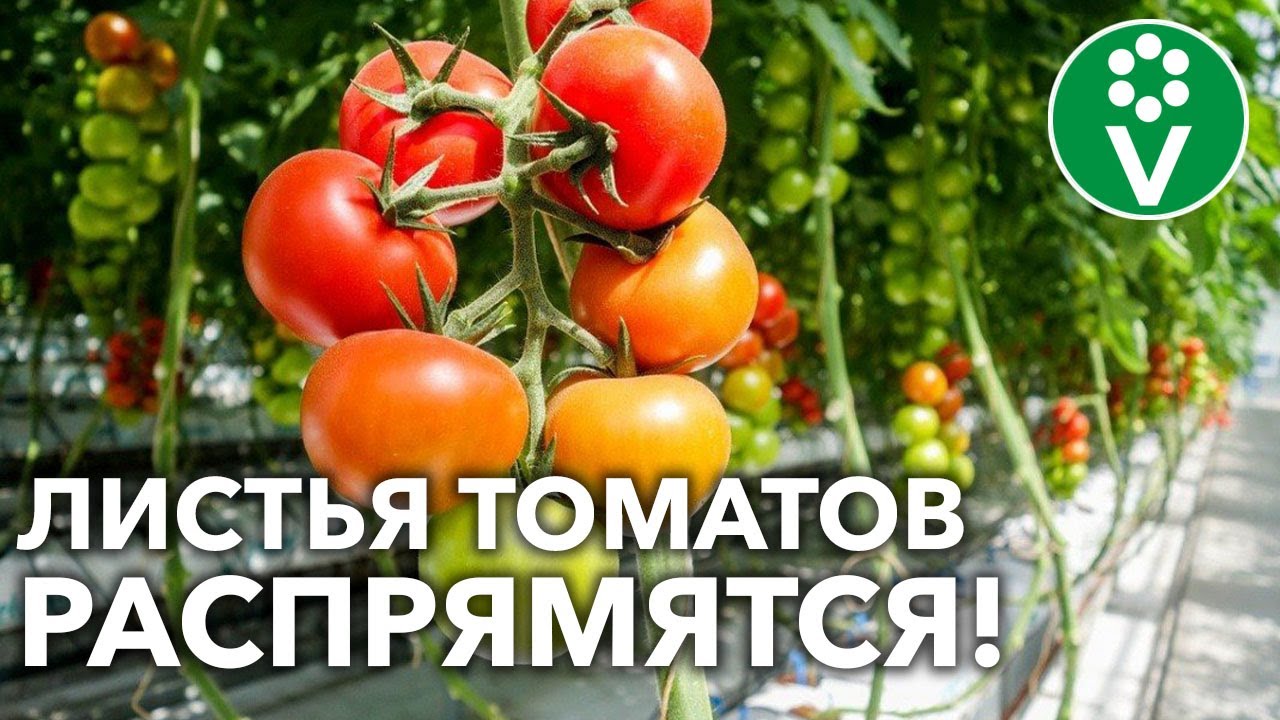 У томатов скрученные листья? Разбираем семь причин, отчего это происходит, и срочно принимаем меры!