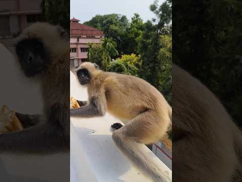 Hanuman