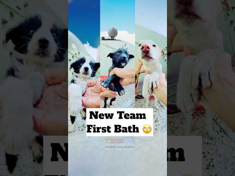 Puppies First Bath Of Life 😂 | #minivlog #puppies