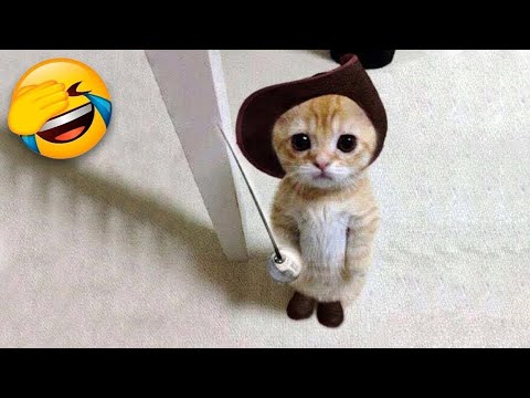 Perros y Gatos Graciosos 🐶🐱 Videos De Risa de Animales