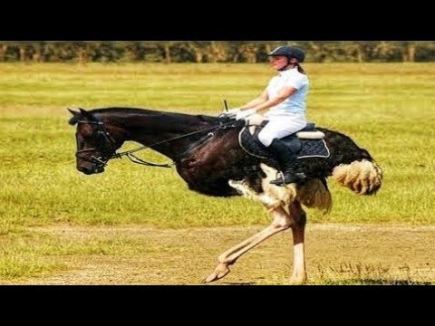 اغرب الحيوانات في العالم لن تصدق وجودها في الواقع سبحان الله ( الجزء الثالث)