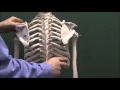 Human Thoracic Anatomy and Functions