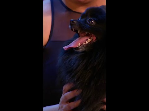 Whatever you do, DON'T look into Hypnodog's Eyes ? Hypnodog Act| Missing Nos 5 & 7 ! FMTP TV #shorts