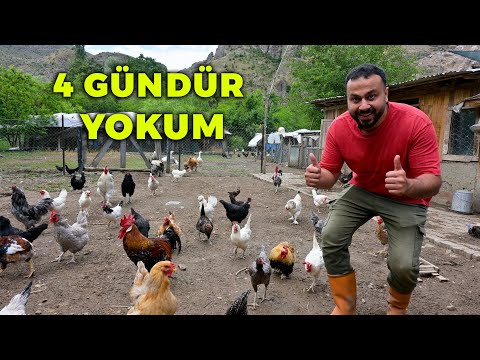 🌿 4 Gündür Çiftlikte Yoktum! 😱 - Gezen Tavuk ve Kümes Hayvanlarımın Son Durumu 🐔 - Çiftlik İşleri