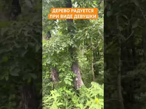 Дерево радуется при виде девушки 😍