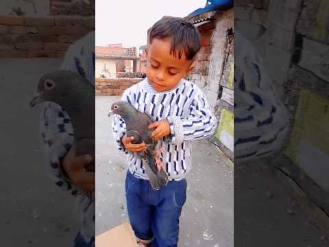Chanddu dabbe mein laya Gola ke Kale kabutar,??️?||#viral#video#youtubeshorts