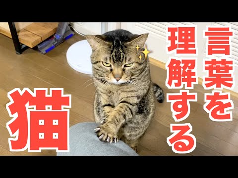 人間の言葉を理解して飼い主の言うことに従う賢い猫...