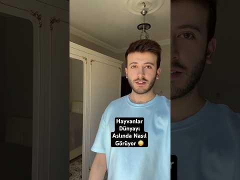 Hayvanlar dünyayı nasıl görüyor