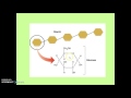 Biological Macromolecules and Their Functions