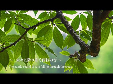 木々に降り注ぐ雨粒の音│8時間/癒しの雨音で深いリラックス