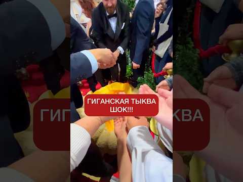 Гигантская тыква. Шок ((( #дача #загородом #гигантскаятыква