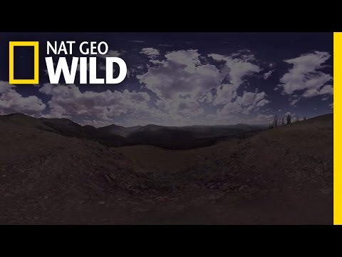 360° - Zen-Out at Yellowstone National Park | Wild Yellowstone