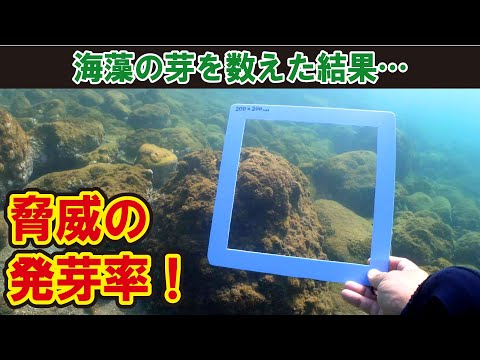 海藻の卵を散布した効果が凄い！発芽数に驚きの差が判明した！