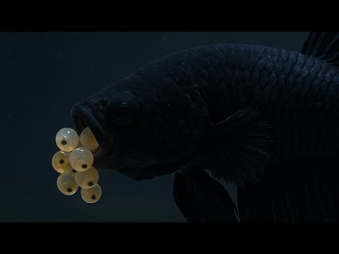 Pusieron Huevos y se los comieron ! Pez Betta Black Orquídea Crowtail - Construí su Ecosistema🥚🐠🫧🚨