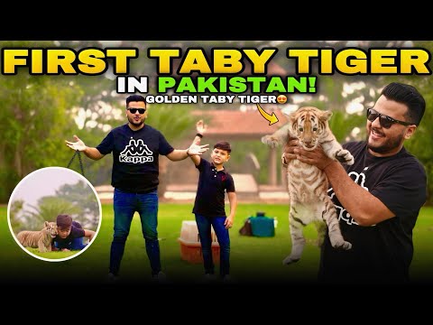 Golden Taby Tiger Cub Agya Hamary pas 😍 | It's Only 30 in the World | Nouman Hassan