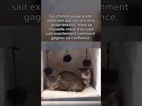 Trop mim’s #catlovers