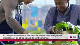 El país podría aumentar las visas laborales para inmigrantes mexicanos y de otros países.