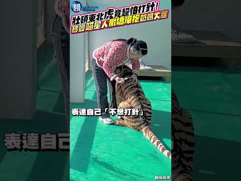 幫大老虎打針會怎樣？秒變喵星人「撒嬌環抱」奶媽  哀求「別打針！」#鏡週刊