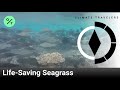 Seagrass and Maldives Ecosystem Dynamics