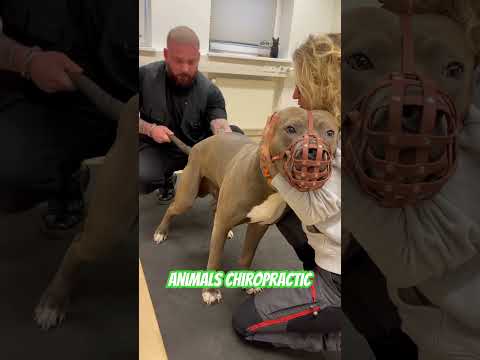 Animals Chiropractic 💚💚#asmr #dogshorts #animals #foryou #hund #chiropractic #türkiye