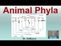 Animal Classification and Characteristics