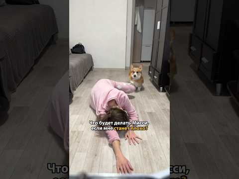 Коржиковский ЭКСПЕРИМЕНТ! #corgi #funny #корги #shortsvideo #shortvideo #shotrs #puppy