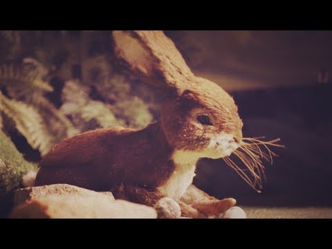 DONOTS - Eine letzte letzte Runde (Official Video)