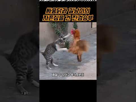 길냥이와 쌈닭의 숨막히는 진검승부 #동물 #고양이 #닭