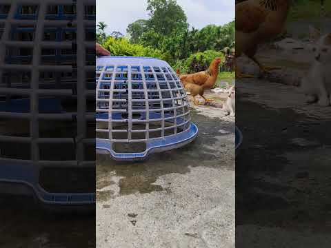 thumbs down or thumbs up to cats ??? #cute #kitten #funny #lovelycat #catperson