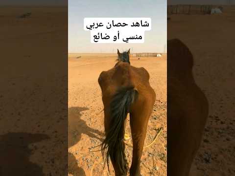حرارة الصيف كاد يموت من الجوع حصان عربي منسي أو ضائع عن صاحبه #السعودية #الخيل #تربية_الخيول_العربية