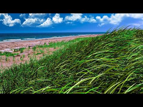 Ocean Waves and Gentle Breeze | Listen To Calm Your Mind & Relax