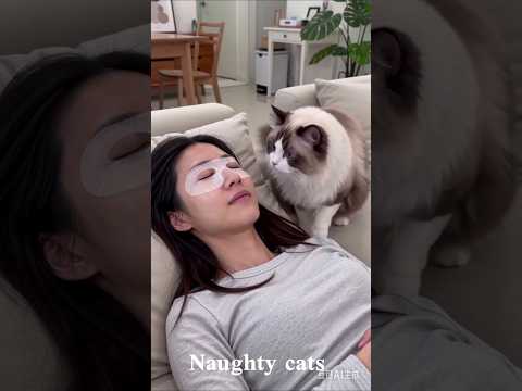 Funny Naughty Cats Caught on Camera!#funny #catvideos
